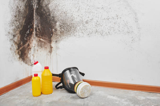 Best Environmental Consulting for Mold Prevention  in Horace, ND